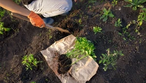 Co dodać pod korzeń pomidorów podczas sadzenia?