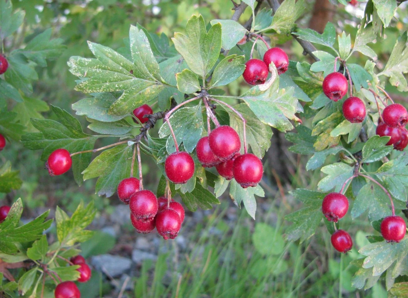 Dobry pomysłem na owocowy żywopłot jest głóg - długowieczny krzew