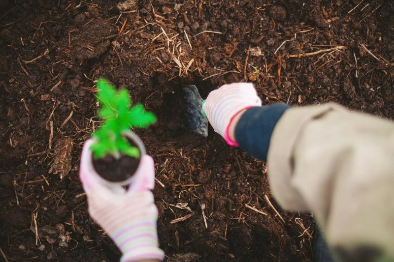 Po posadzeniu o pomidory trzeba odpowiednio zadbać