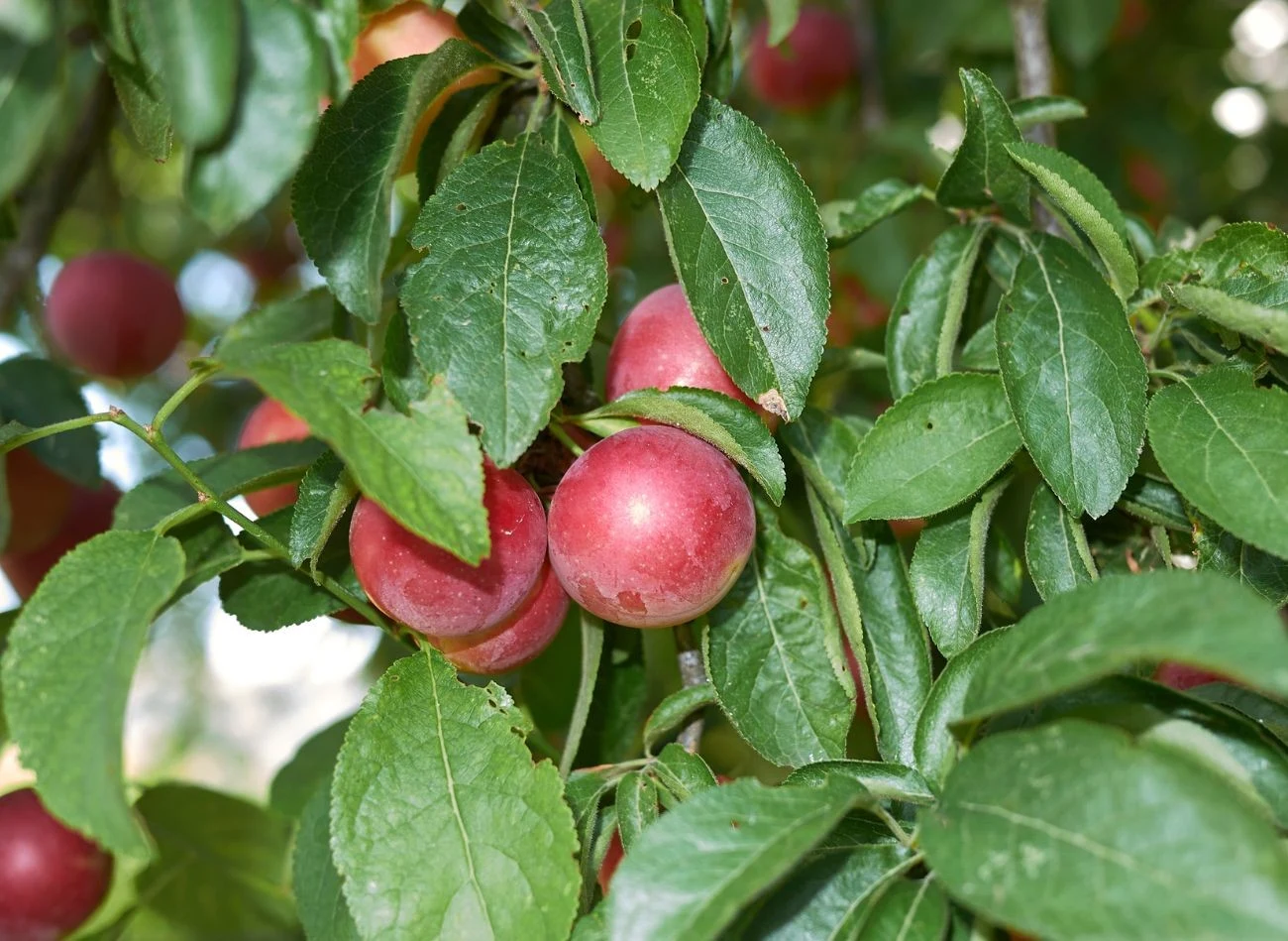 Śliwa wiśniowa to niewielkie drzewo lub duży krzew, który sprawdzi się jako wyższy żywopłot.