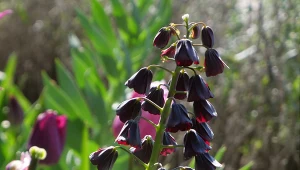 Najpiękniejsze odmiany i pielęgnacja szachownicy perskiej