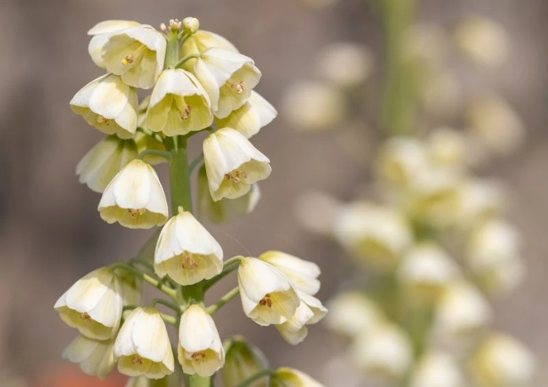 Odmiana "Ivory Bells" wyróżnia się jasnymi kwiatami