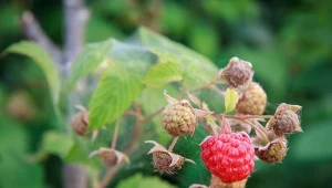 Ostatnia dawka wiosennego nawożenia malin. Czym najlepiej nawozić maliny w maju?