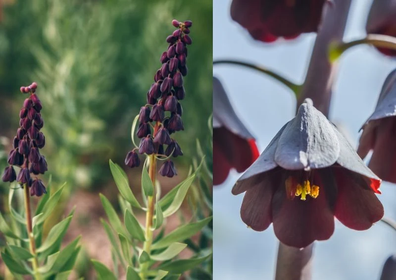 Kwiaty szachownicy perskiej utrzymują się na łodydze od 2 do 3 tygodni