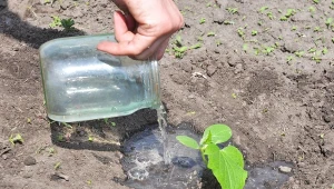 Czego potrzebują ogórki? Między innymi podlewania i nawożenia.