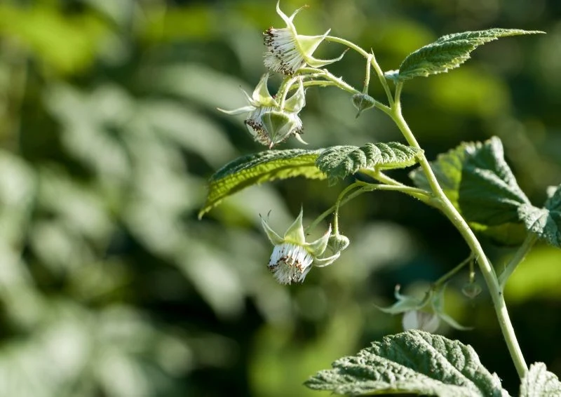 Dostosuj nawożenie do cyklu rozwojowego malin.