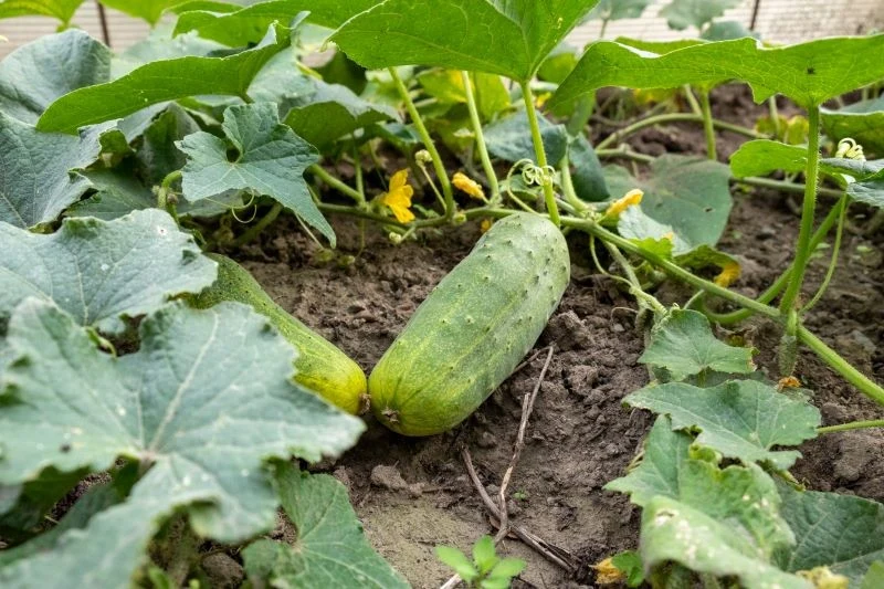 Ogórki warto podlewać nawozem z drożdży, aby pobudzić je do obfitego owocowania
