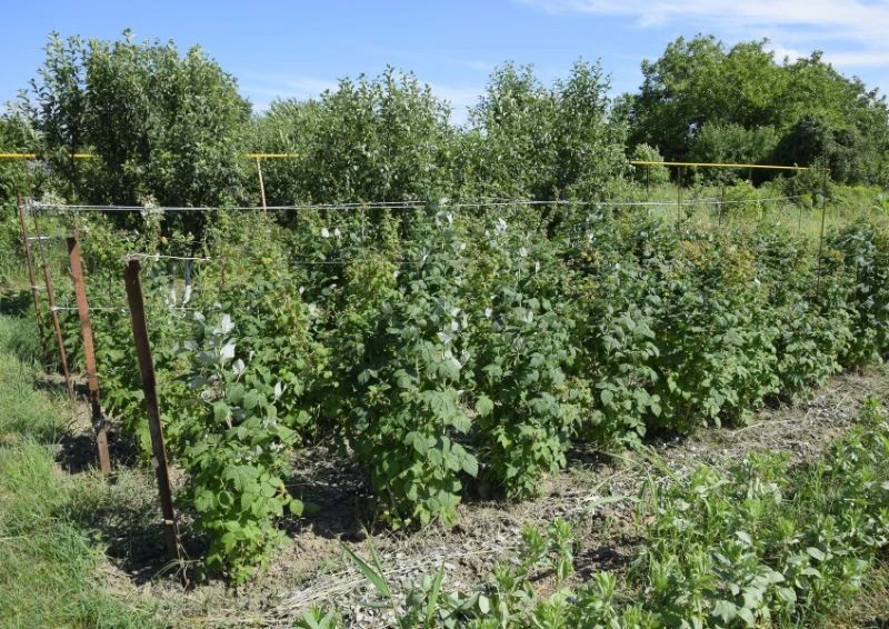 Nawożenie w maju ma dostarczyć roślinie potrzebnych składników do kwitnienia.