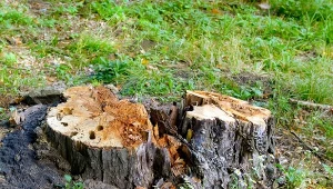 Kiedy można wyciąć drzewo na posesji? Co zmienia się w prawie? Fot.Serg_Velusceac/Canva Pro