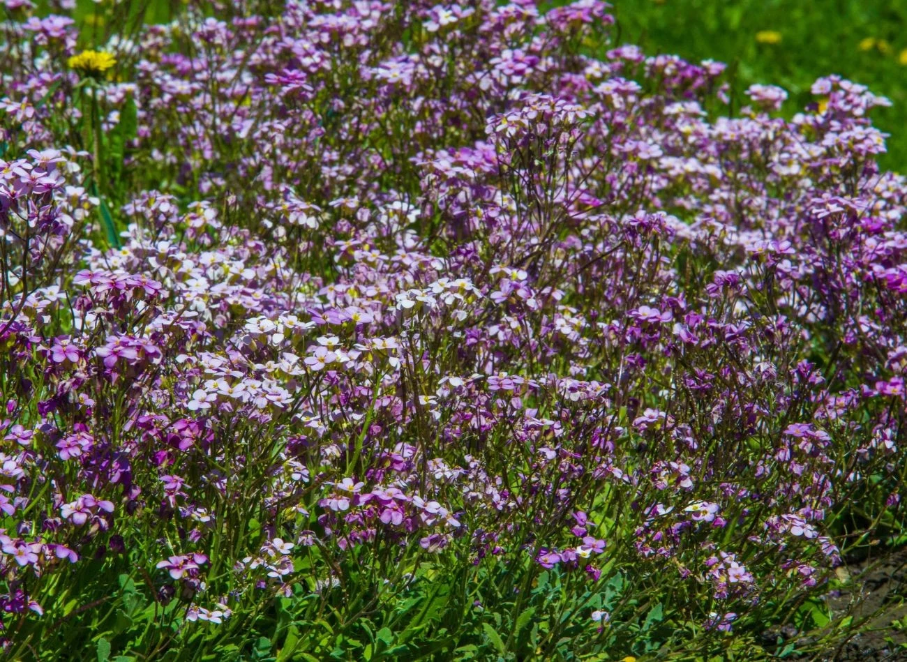 Matthiola bicornis jest rośliną jednoroczną, jednak może pojawiać się w ogrodzie regularnie dzięki samosiewowi