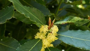 Jak uprawiać wawrzyn szlachetny?