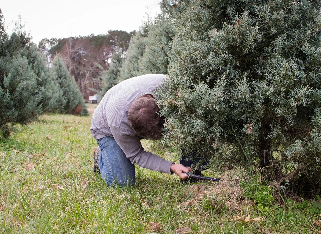 Za wycięcie drzewa bez zezwolenia grożą surowe kary