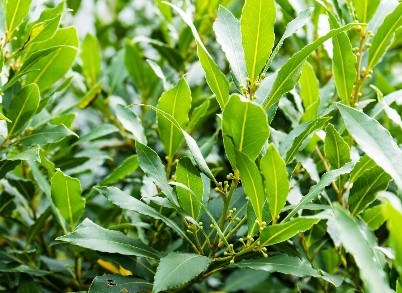 Wawrzyn szlachetny lubi stanowisko jasne i słoneczne lub delikatnie zacienione. Wtedy najlepiej rośnie.