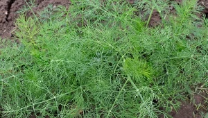 Dlaczego koper kładzie się w maju? Niskie temperatury nie są główną przyczyną. Fot. AnnekedeBlockCanva Pro