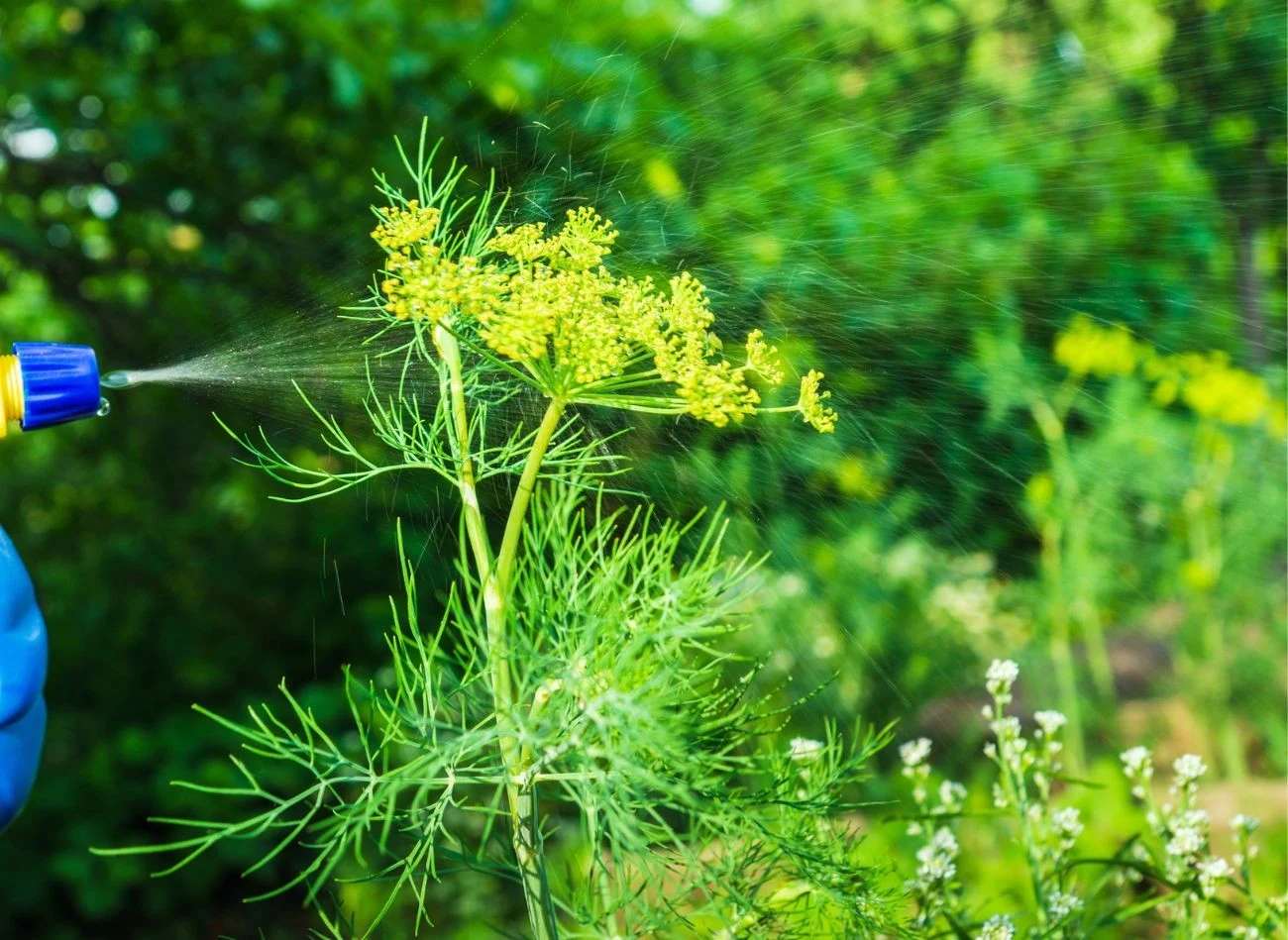 Jak poradzić sobie z mszycami na koprze