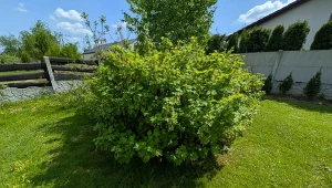 Czym pryskać porzeczkę w trakcie kwitnienia? Warto wybrać naturalne środki, by mieć owoce bez grama chemii./Deccoria.pl