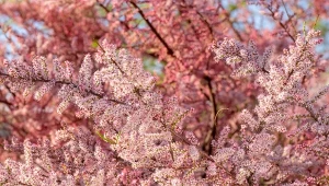 Tamaryszek to odporna i mało wymagająca roślina, którą można sadzić niemal cały rok.
