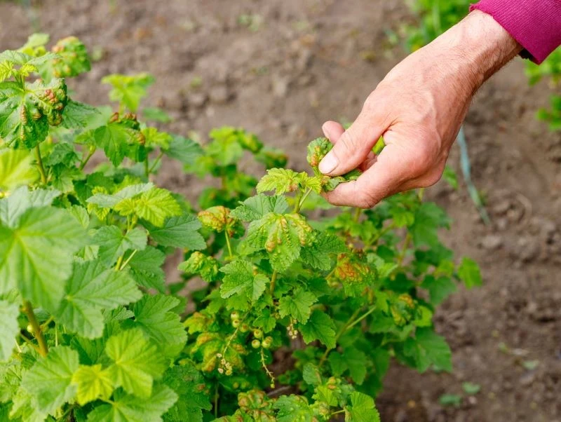 Porzeczka często jest atakowana przez mszyce