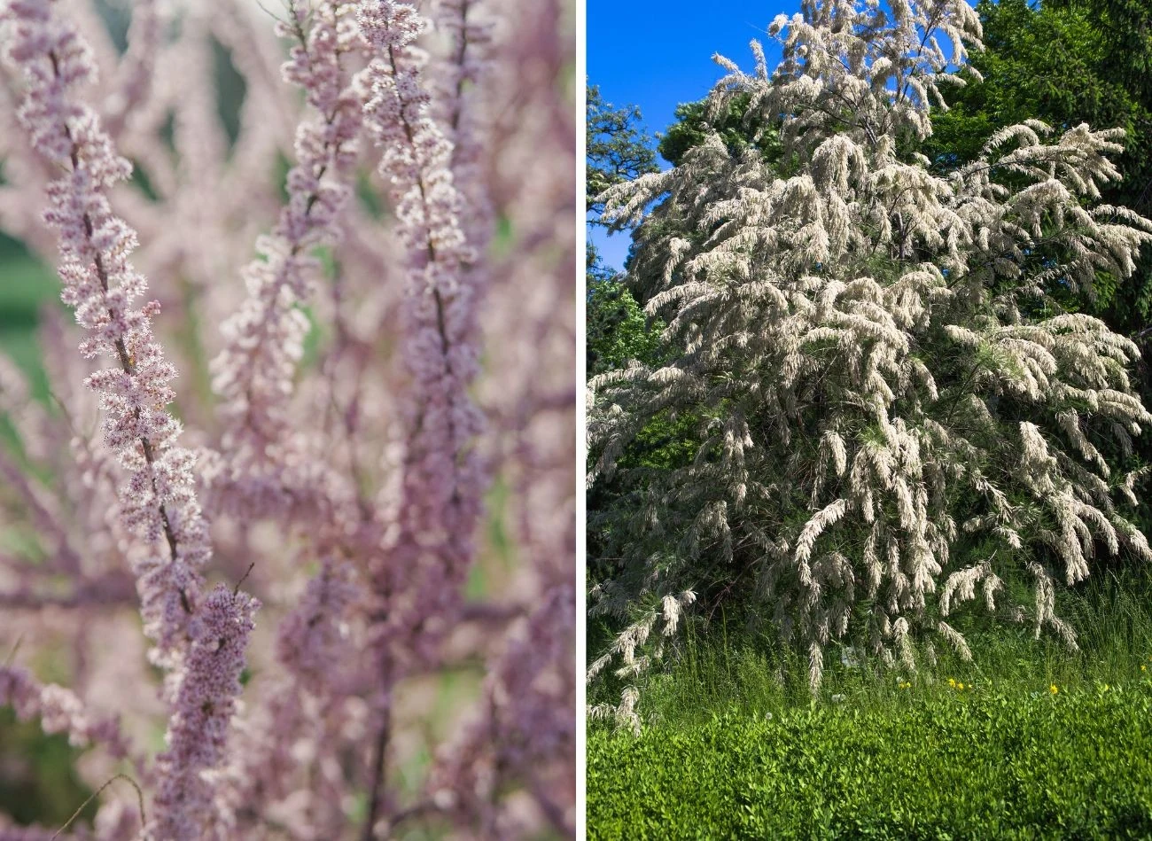 Tamaryszek obejmuje około 90 gatunków, ale w Polsce uprawianych jest tylko kilka. Fot. Melike Benli/gorchotzza2021