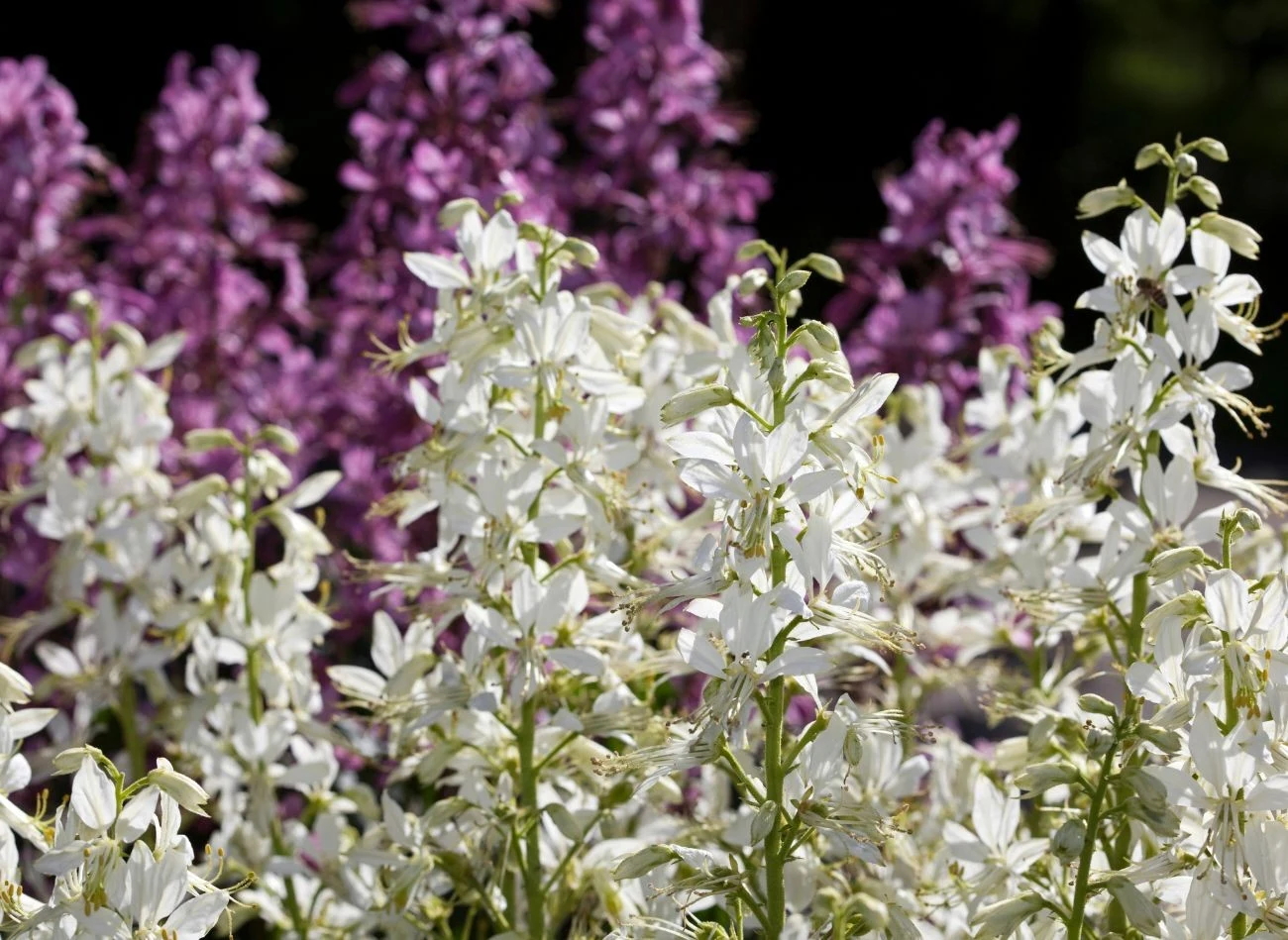 Największą zaletą dyptamu są jego zjawiskowe kwity, które występują w kilku kolorach.