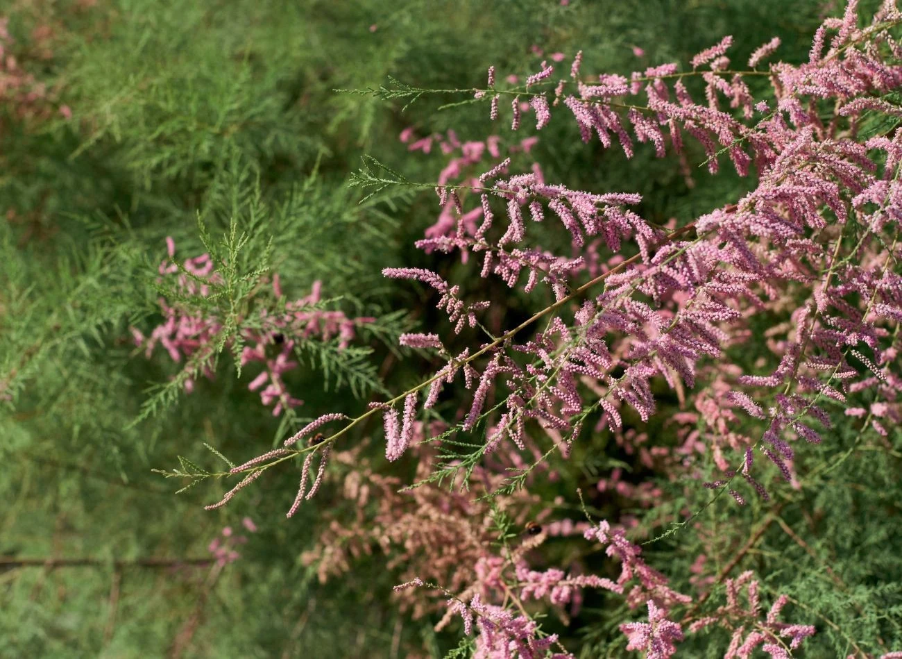 Tamaryszek nadaje się do formowania żywopłotów.