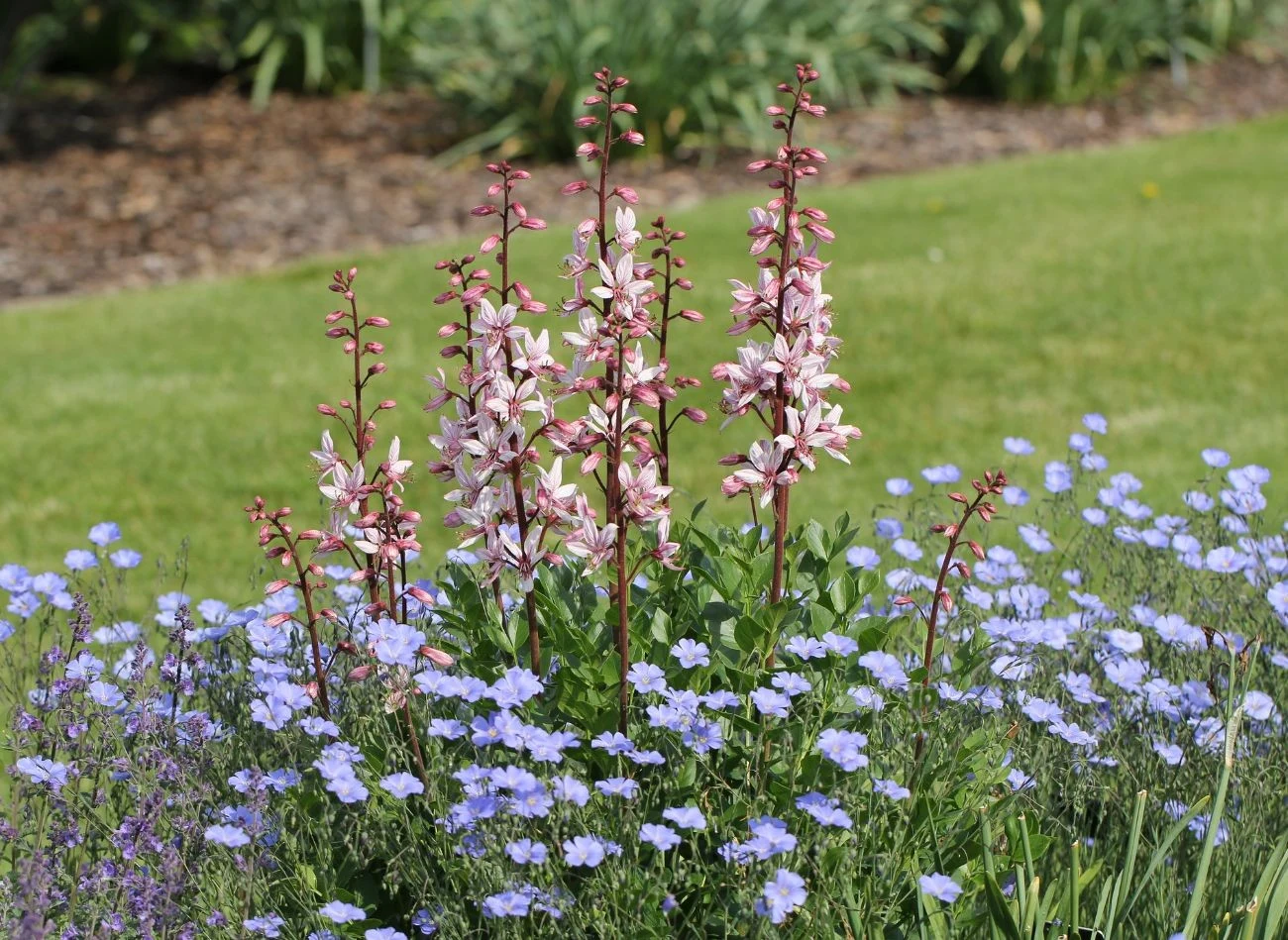 Dyptam zachwyca elegancją. Wyróżnia się na rabacie wysokimi kwiatostanami.