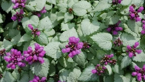 Jasnota plamista zachwyca długim kwitnieniem i liśćmi, które są srebrzyste.