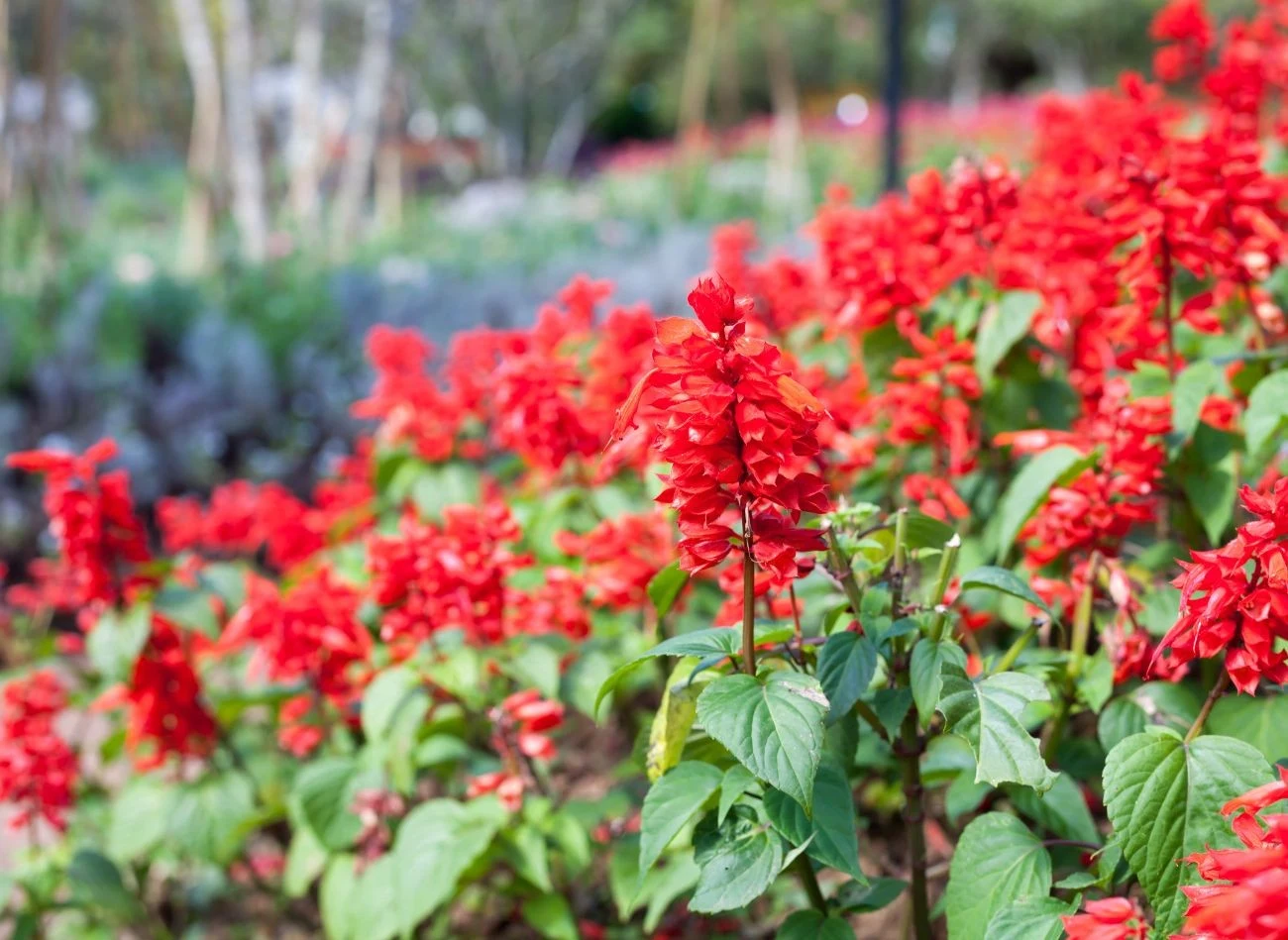 Kwiaty Salvia splendens ‘Saucy Red’ utrzymują się od wiosny aż do jesieni