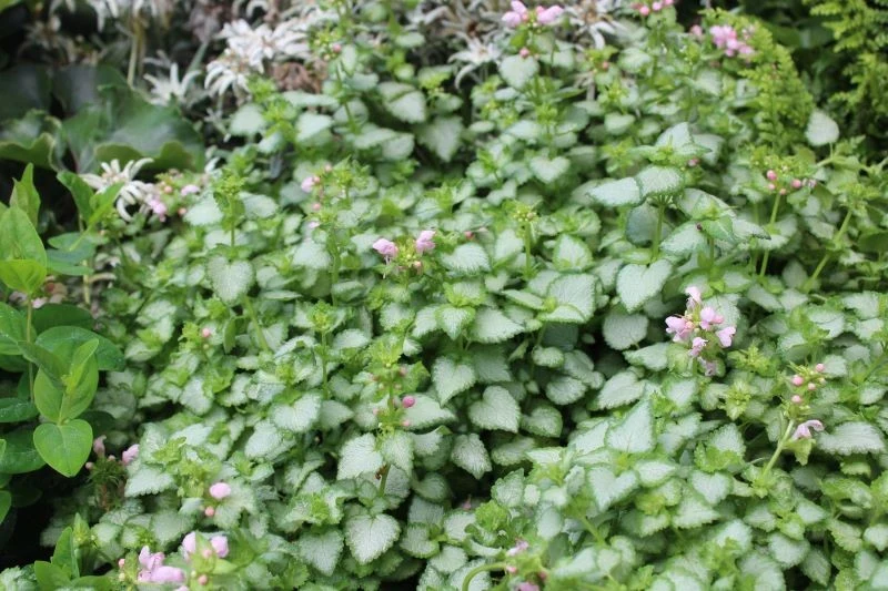 Jasnota plamista stworzy w ogrodzie dywan z liści i kwiatów