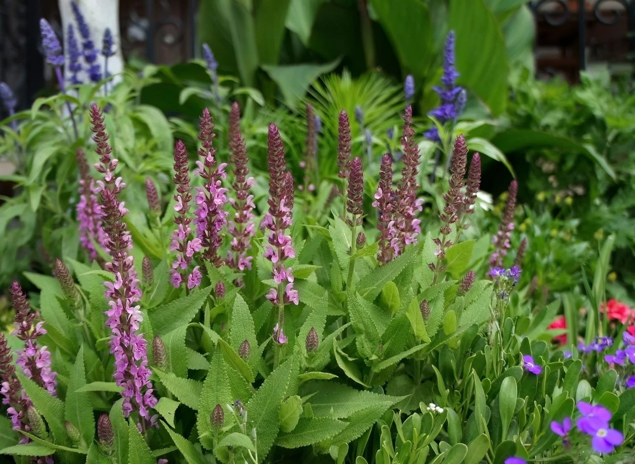 Odmiana wieloletnia ‘Pink Profusion’ świetnie nadaje się do nasadzeń granicznych i frontowych