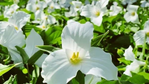 Jak uprawiać trójlist wielkokwiatowy?