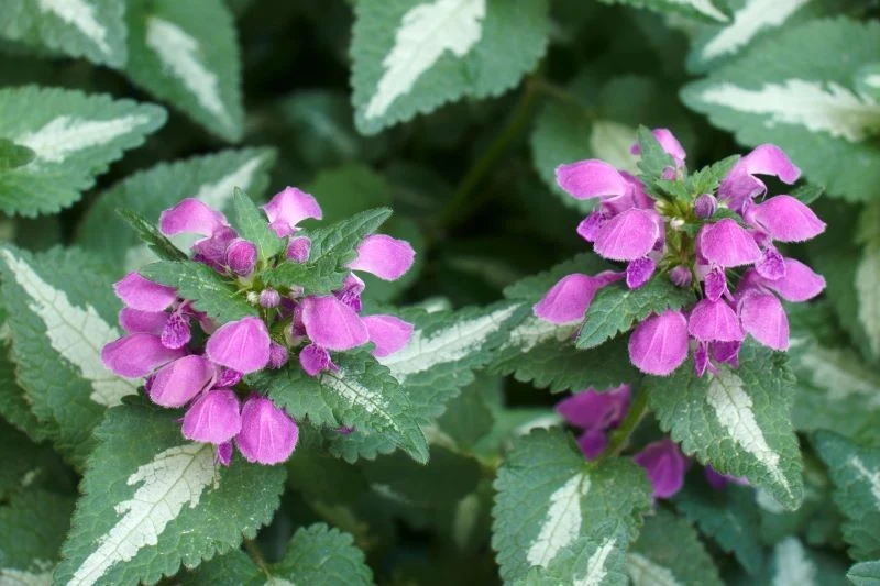 Jasnota plamista nie jest trudna w pielęgnacji, ale trzeba pamiętać o jej podlewaniu