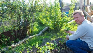 Oprysk z jodyny na pomidory. Kiedy i jak stosować?