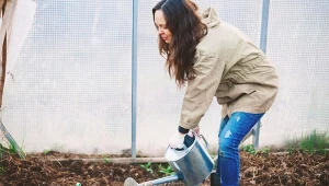 Jak pielęgnować pomidory po posadzeniu. Podlewanie, nawożenie, opryski