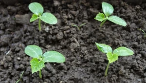 Siew i sadzenie ogórków zaplanujmy najwcześniej na drugą połowę maja.