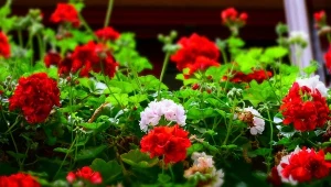 Pelargonie powinno się sadzić po 15 maja, gdy minie ryzyko przymrozków.