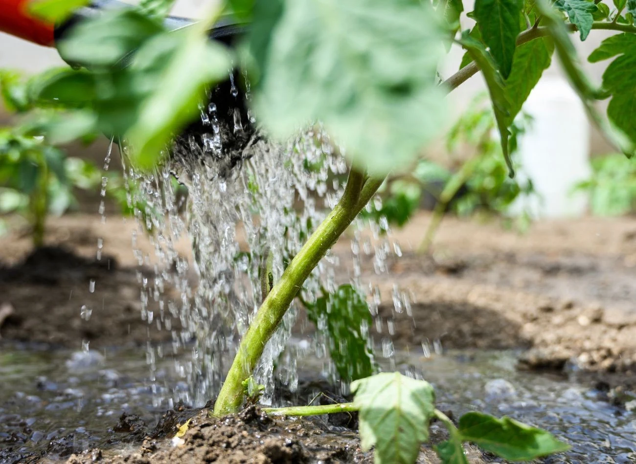 Podlewanie pomidorów jest kluczowym zabiegiem w uprawie. Po posadzeniu gleba powinna być stale lekko wilgotna, ale nie mokra.