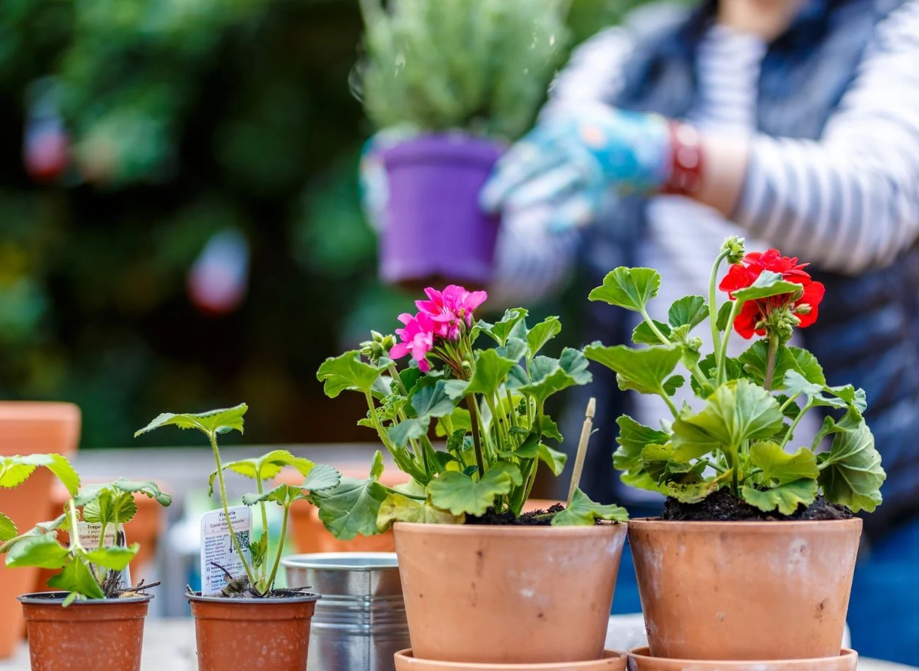 Pelargonia najlepiej rozwija się w dobrze przepuszczalnej ziemi o obojętnym odczynie.