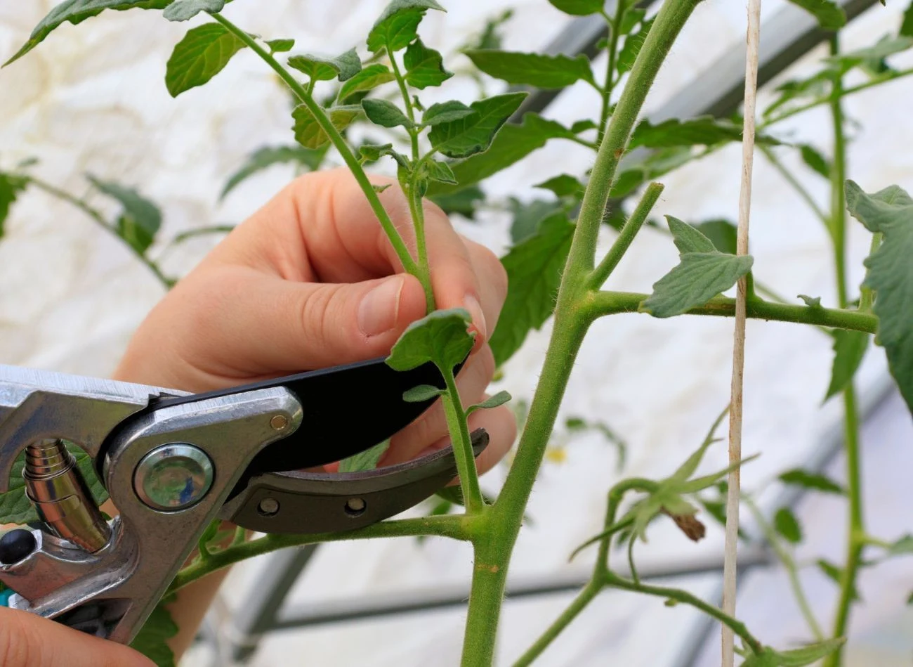 Usuwanie bocznych pędów pomidora jest kluczowe dla wzrostu i zdrowia rośliny.
