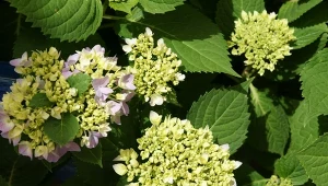 W niektórych miejscach hortensja będzie kwitła słabo albo nawet wcale.