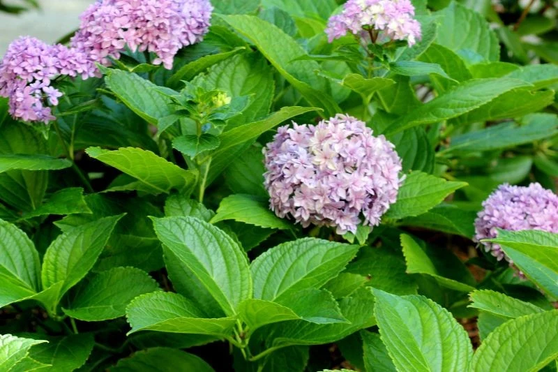 Niewłaściwe stanowisko jest jednym z powodów, dlaczego hortensja nie chce kwitnąć