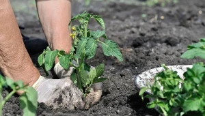 Czym pomidory szczepione różnią się od zwykłych? Kto powinien wprowadzić je do uprawy?