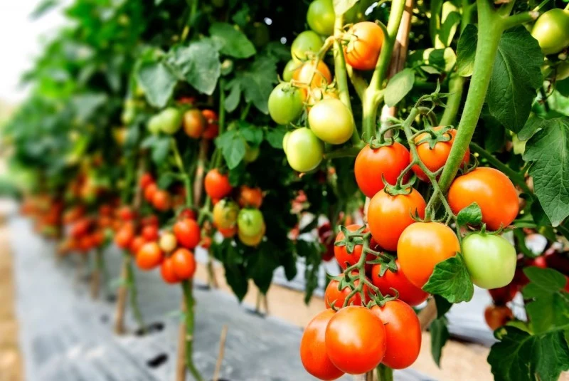 Szczepione pomidory zachowują cechy dwóch odmian: wytrzymałej podstawki oraz szlachetniejszego zrazu.