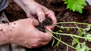 Podczas sadzenia pomidorów warto wsypać do dołka specjalny dodatek.
