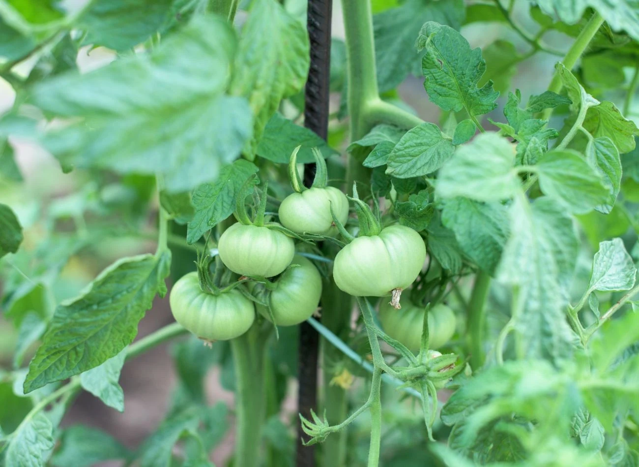 Szczepione pomidory sprawdzają się nie tylko w dużych gospodarstwach szklarniowych, lecz także w uprawach amatorskich.
