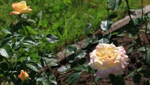 Czym ściółkować róże? Warto wykorzystać naturalne materiały.