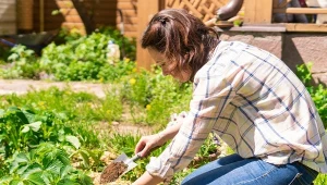 Na działanie ślimaków narażone są najbardziej młode sadzonki. Jak pozbyć się szkodników z ogrodu?