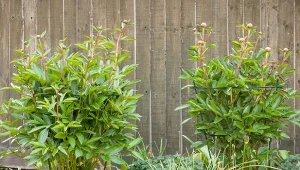 Pędy piwonii często łamią się pod ciężarem kwiatów. Dlatego już na początku sezonu warto zaplanować wykorzystanie podpór.