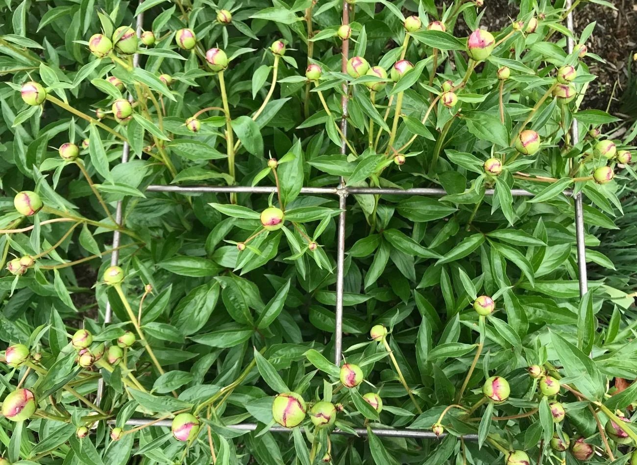 Do podparcia piwonii można wykorzystać m