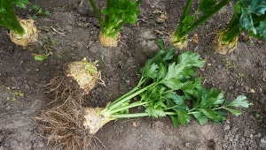 Jak sadzić seler, aby rósł w korzeń?